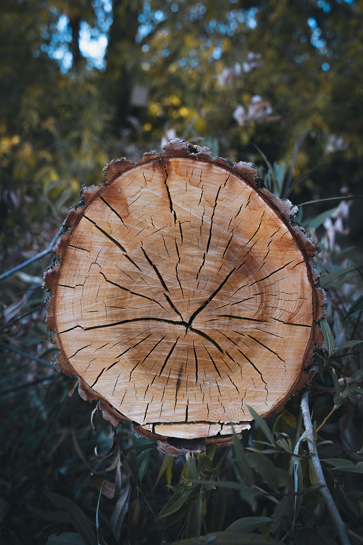 dood atomair Verfrissend Houtwijzer: wat is de duurzaamheidsklasse van hout? | Houtshop Van Der Gucht