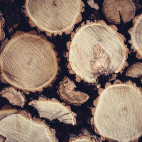 Wat is het verschil tussen hardhout en zachthout? 