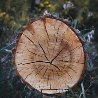 Houtwijzer: wat is de duurzaamheidsklasse van hout? 