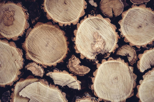 Wat is het verschil tussen hardhout en zachthout? 